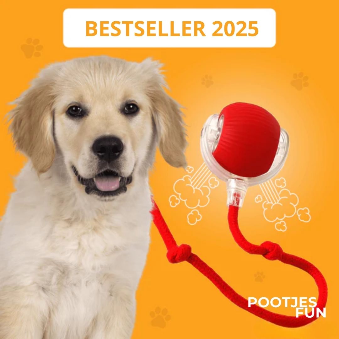 Magie Bal - De bestseller van 2025